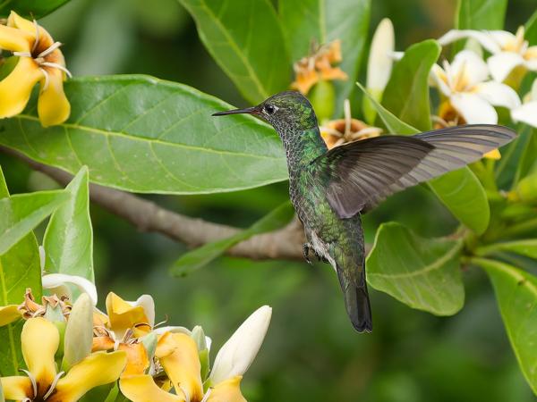Franjeamazilia (Amazilia fimbriata)